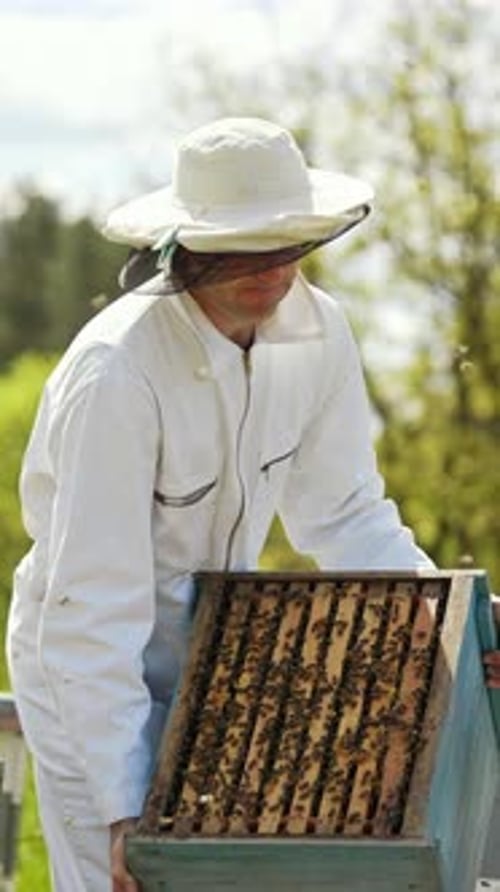 Beekeeper works with wooden hives in summer day. Many bees flying on the apiary.