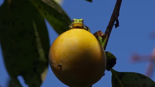 Green Tree Frog on Persimmon Fruit on Branch