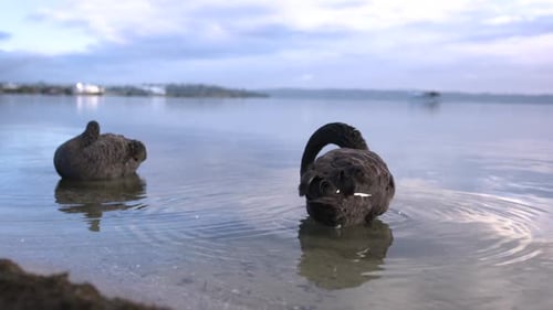 hohe Geschwindigkeit/Zeitlupe von Gänsen im Wasser