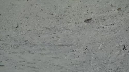 Saumons quinnat adultes nageant ensemble sous une pluie de gouttes de pluie, National Fish Hatchery