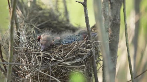 Newly hatched birds sleeping in the nest. Grass and sticks make up nest full of baby birds with no f