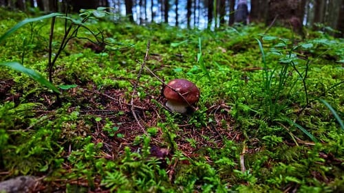 Closeup view of immature mushroom in a rainforest during monsson.