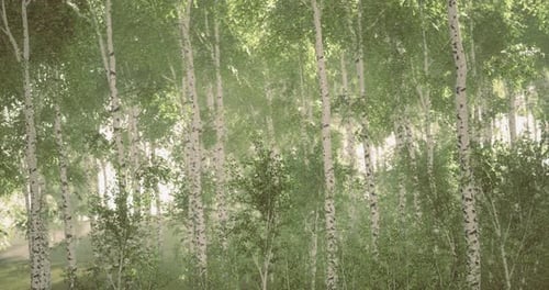 Lush Green Grove Glistening Under Gentle Morning Sunlight in Serene Forest