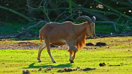 Bergziege unter den Bedingungen des Lowland National Park Spaziergänge auf dem grünen Gras