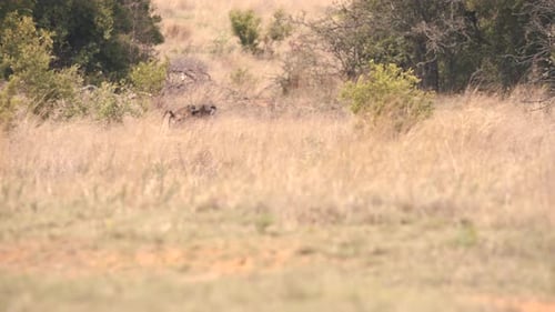 Chacma-Pavianmutter trägt ihr Baby auf dem Rücken in der afrikanischen Savanne.