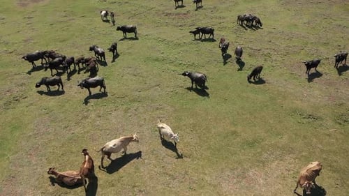 Aerial View Of Cows And Sheep Grazing On Green Plain 4