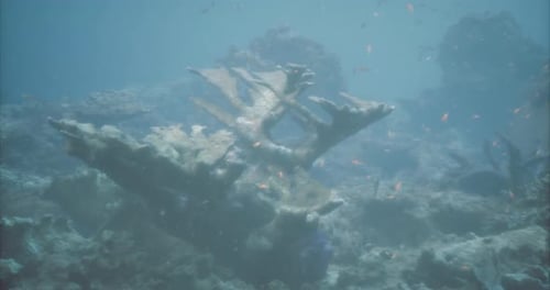 Unterwasserforschung enthüllt Schiffswrack, umgeben von lebendigem Meeresleben