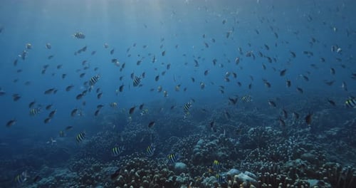 School of Fish Underwater in Blue Ocean on Corals in Raja Ampat