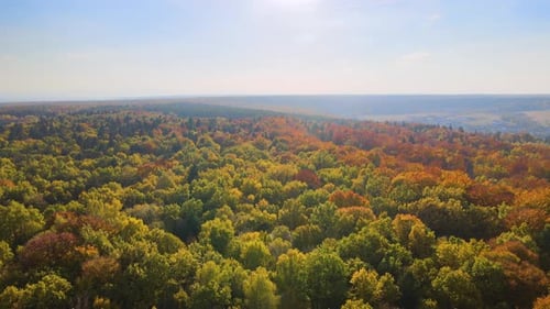 Colorful Woods with Yellow and Orange Canopies in Autumn Forest on Sunny Day Landscape of Wild