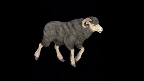 Black Sheep Walk Idle