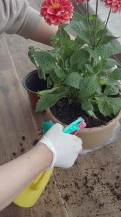 Pflege von Topfblumen Die Bedeutung der richtigen Bewässerungstechniken