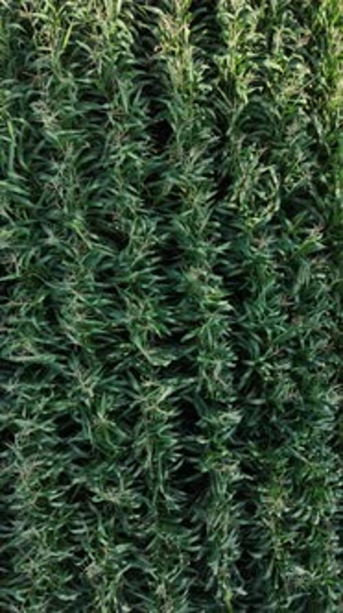 Aerial view from top of corn field