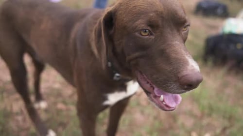 Slow motion close-up of a brown Lab-Pointer mix dog outdoors on a sunny day
