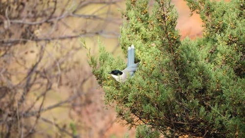 Azure-winged Magpie Bird Pulls off Juniperus Phoenicea Berrry, Hold Fruit in Beak and Flies Away in