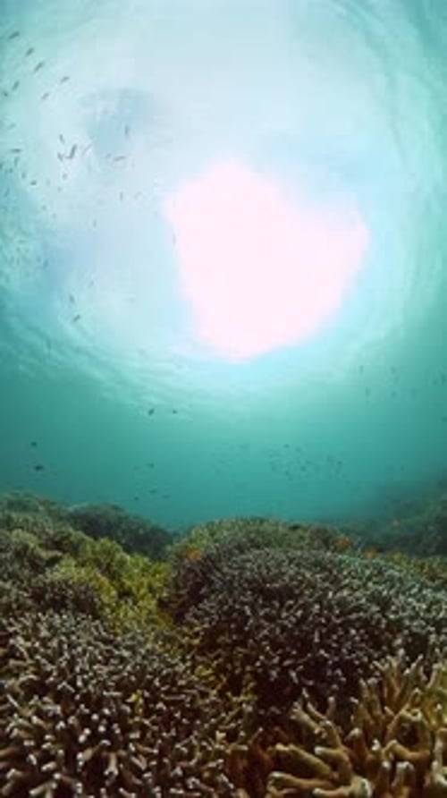 Colorful Fish Swim Above Thriving Coral Reef