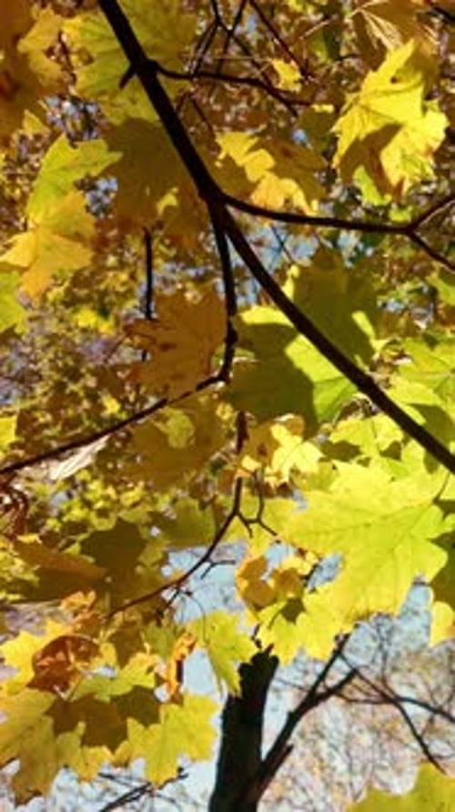 Feuillage d'automne jaune de l'érable sur fond de ciel bleu par une journée ensoleillée et lumineuse, rétro-éclairée par le soleil