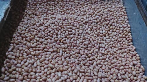groundnuts or peanuts in grain storage box with close up shot, stable shot, 4k.