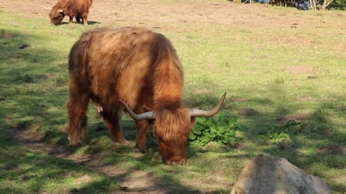 Highland Cow in field showing his long hairs. Scotland Angus Bulls and Cows. Highland cattle is typi