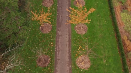 An overhead aerial shot of a trail in the fall at The Killarney House and Gardens in Killarney, Irel