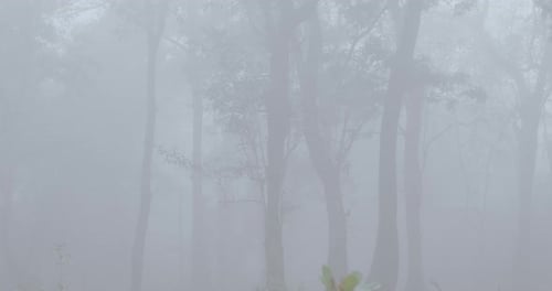 Foggy, moody forest scene with leaves on ground. Still, silent and spooky woodland terrain with morn