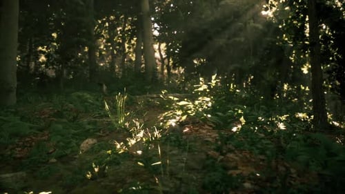 Sunlight Filtering Through Trees in a Tranquil Forest Setting at Dawn