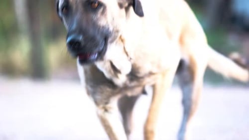 Tan Dog Licking its Nose Outdoors