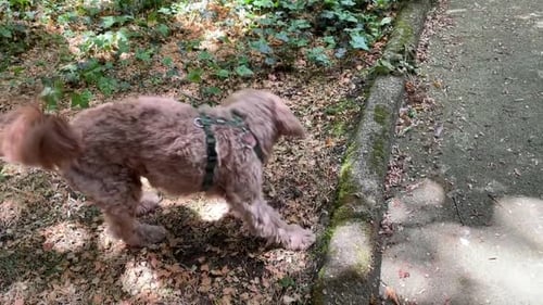 Adorable Red Poodle and Playful 9-Week-Old Puppy Elo Have a Blast in the Garden!