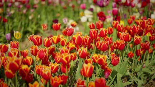 Red and Pink Tulips Bloomed in the Field
