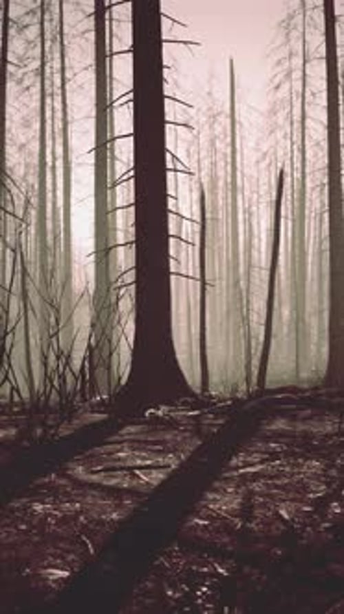 Dense Forest With Tall Trees