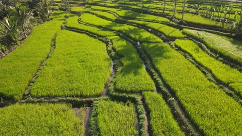 Aerial view of a farmer in a rice terrace in Yogyakarta, Indonesia