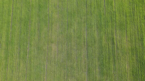 Eine Luftaufnahme von oben von einer fliegenden Drohne auf einem grünen landwirtschaftlichen Feld