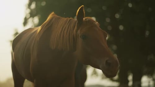 Closeup of a Brown Horse Walking on a Ranch Luxury Horse Concept