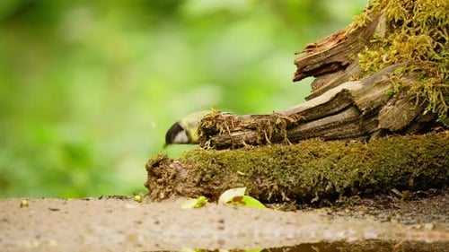 Great Tit in Friesland Netherlands sideview as it pecks and pulls moss off of wood at forest floor