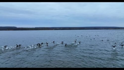 Black river ducks taking off water and flying very low over it.