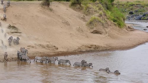 Zebra Herd Single File Crosses River During Great Migration in Maasai Mara.