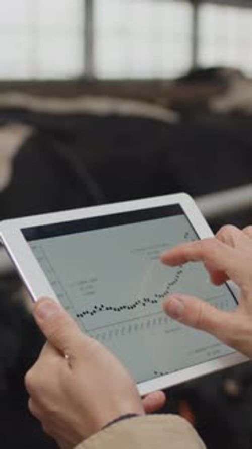 Hands of Farmer Looking at Milk Yield Graphs on Tablet in Cow Shed