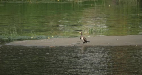 Grand cormoran noir faisant caca Grand cormoran déploie ses ailes sur la rive d'une rivière et défèque très bien