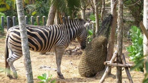 Zebra is Eating Hay in a Sack in Khao Kheow Open Zoo Thailand