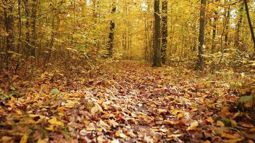 Autumn Nature in forestScenic Moving Forward Through Path Falling Orange Leaves