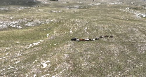 Epic Aerial Over Large Herd Of Wild Horses Running Galloping In Wild Nature Slow Motion Through