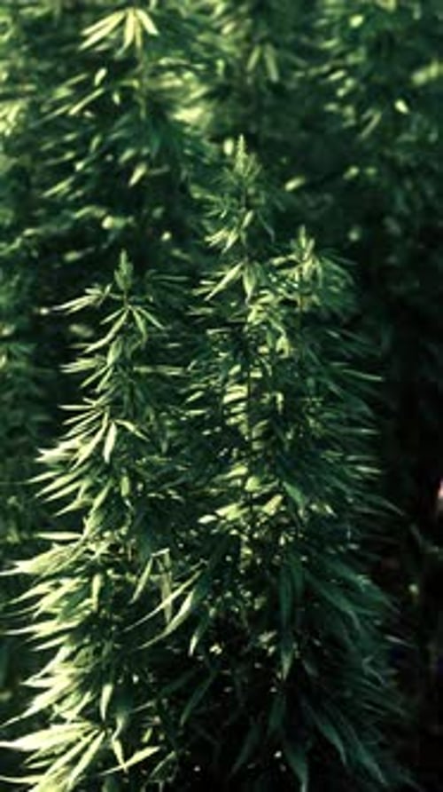 Hemp Ripens Under the Sun