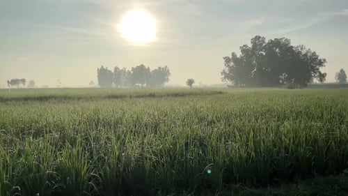 beautiful rice plants in the morning