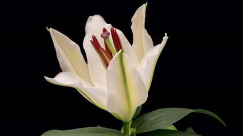 White Lily Blooming in Time Lapse on Black