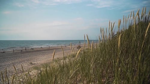 there is dry grass and reed on the beach, cloudy day