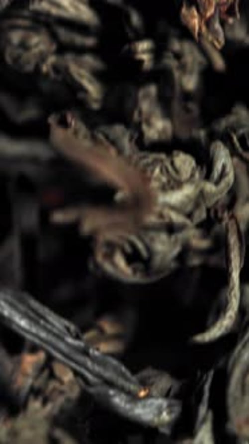 Dry Tea Flies Up and Down Filmed on a Highspeed Camera at 1000 Fps