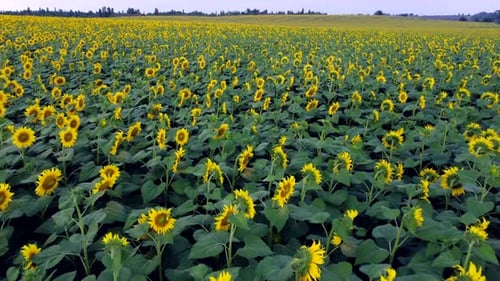 Sonnenblumenfeld