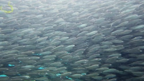 Shoal of Sardines in the Sea