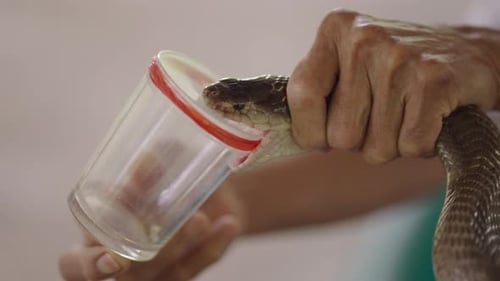 Adult Handling Venomous Cobra Snake in Close-up