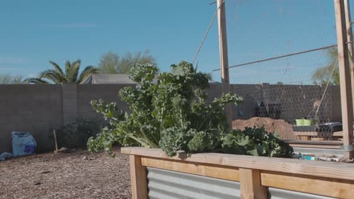 Un jardin luxuriant s'épanouit sous la lumière du soleil éclatante capturée avec un Canon C200