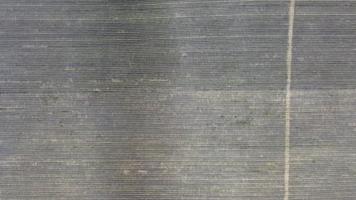 Aerial Lavender Fields